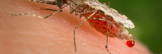 mosquito photo