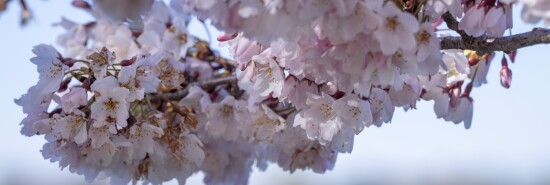 Cherry Blossoms Washington