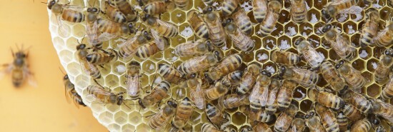 010616-Feldscher Bees bees bees pic