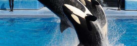 SeaWorld-Killer Whale Environment