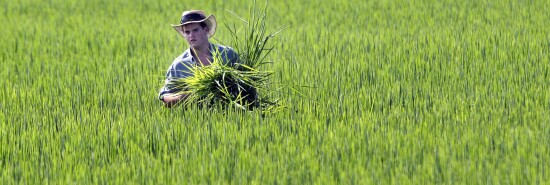 FDA Arsenic in Rice