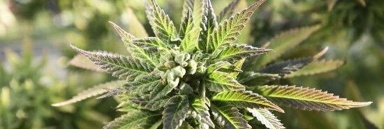 Marijuana