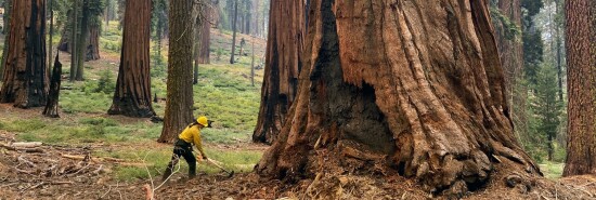 Saving Sequoias