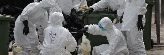Hong Kong China Bird Flu