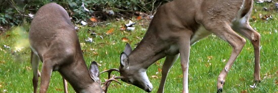 White Tail Bucks