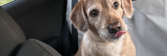 A dog before getting groomed at PetSmart